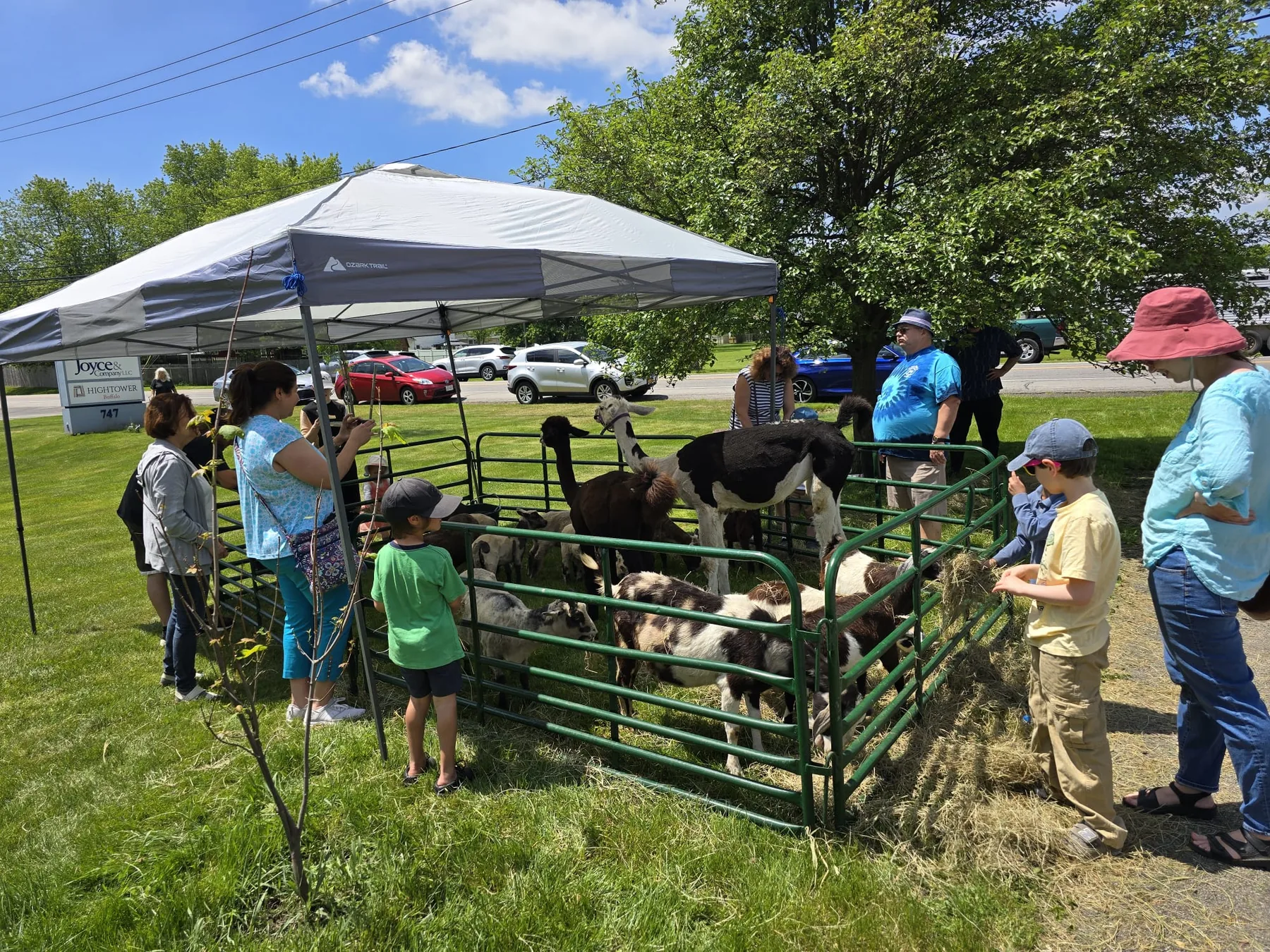 Children at a petting zoo set up on the grass
